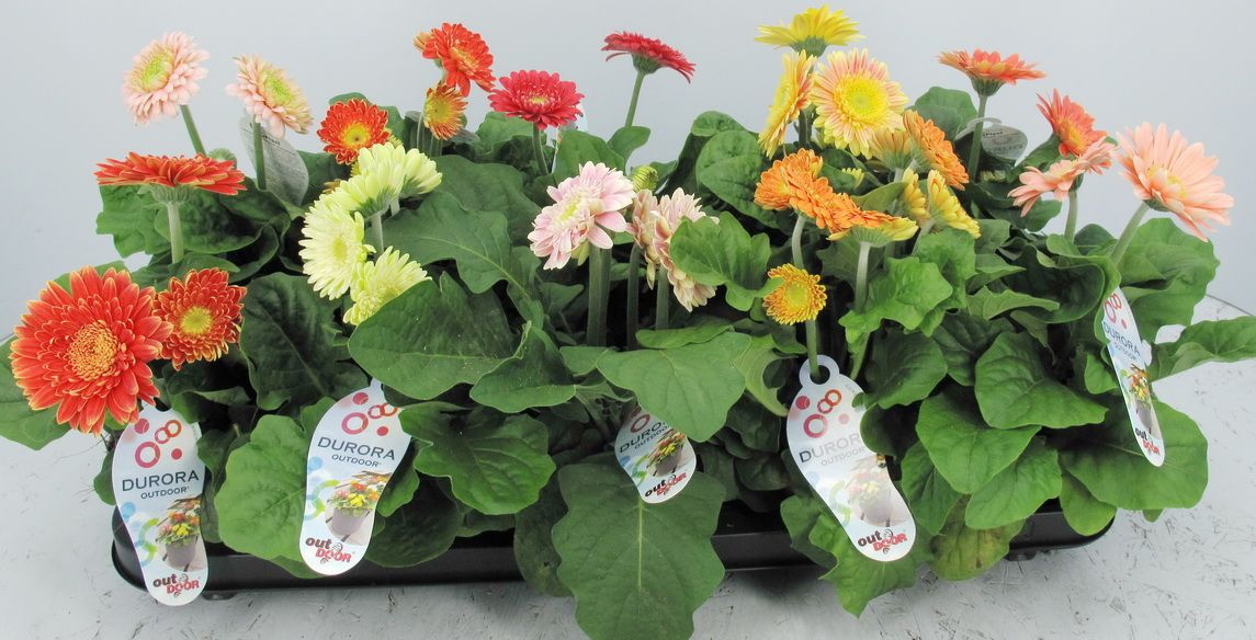 Dental 2K s.r.o.! - logo